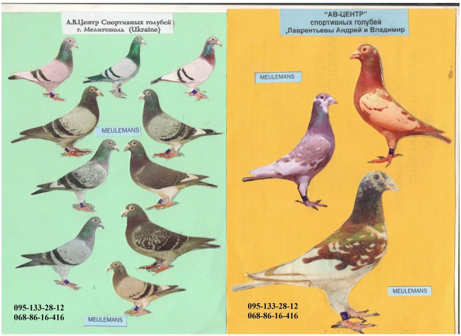 Расы спортивных голубей на длинные дистанции