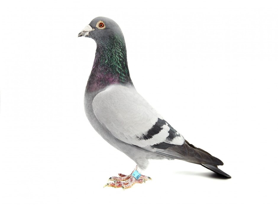 Синий почтовый голубь