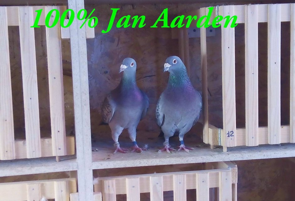 Спортивные голуби 2020