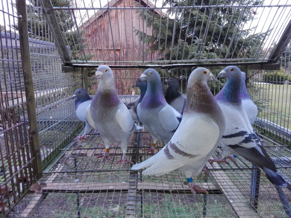 Русские спортивные голуби