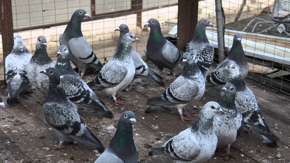 Курообразные голуби Мальтийские