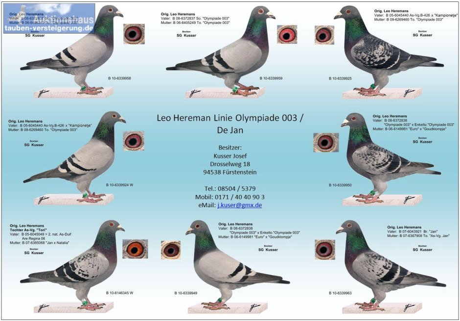 Московский спортивный голубь