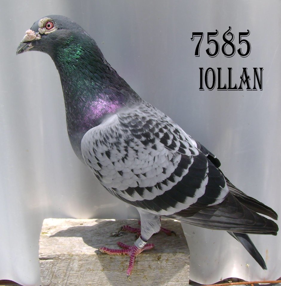 Спортивные голуби расы Штихельбаут