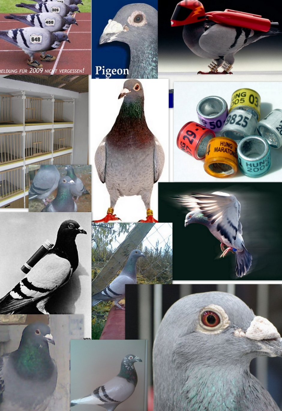 Спортивные голуби России