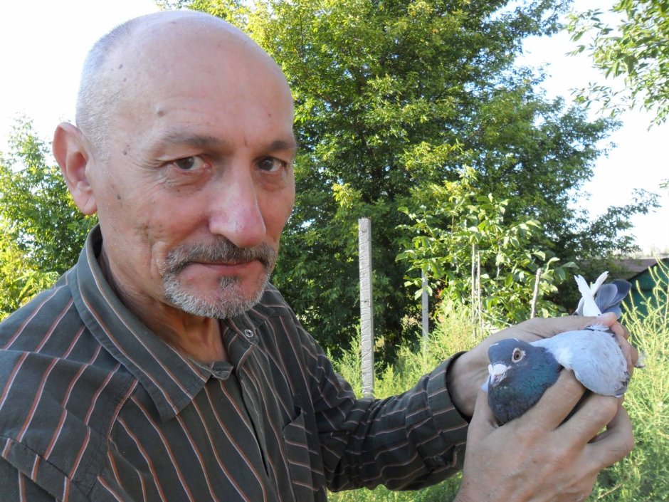 Голубятня для голубей