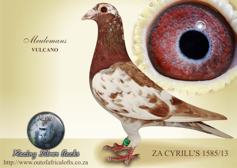 Голуби расы Мулеманс спортивные