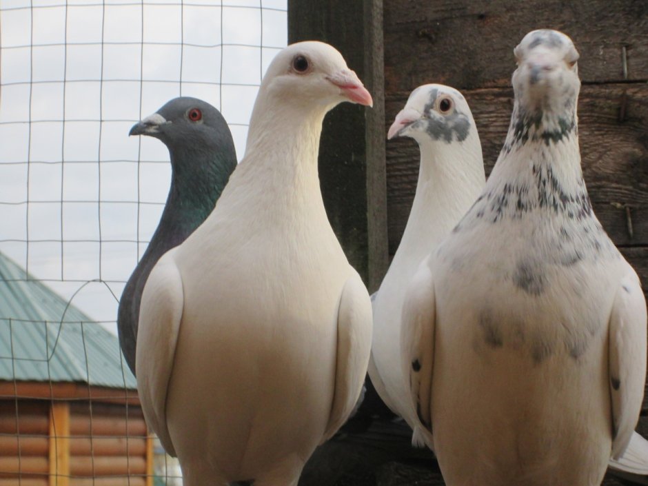 Японский спортивный голуби