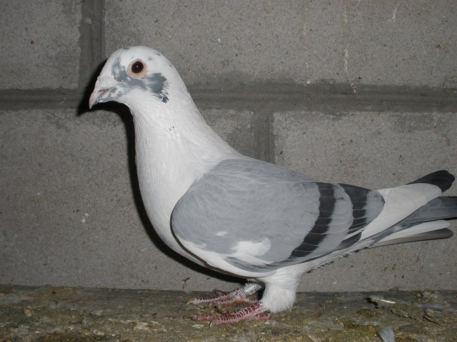 Спортивные голуби Арденны