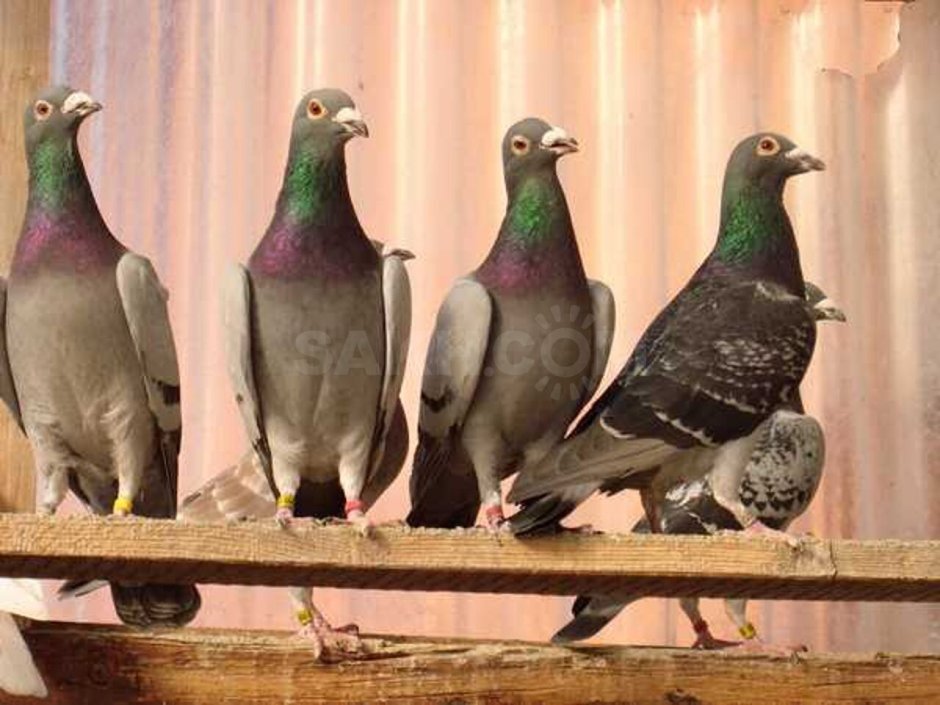 Фландрский голубь