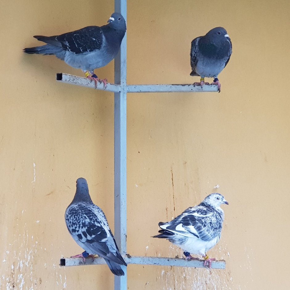 Бельгийские почтовые голуби бельгийцы