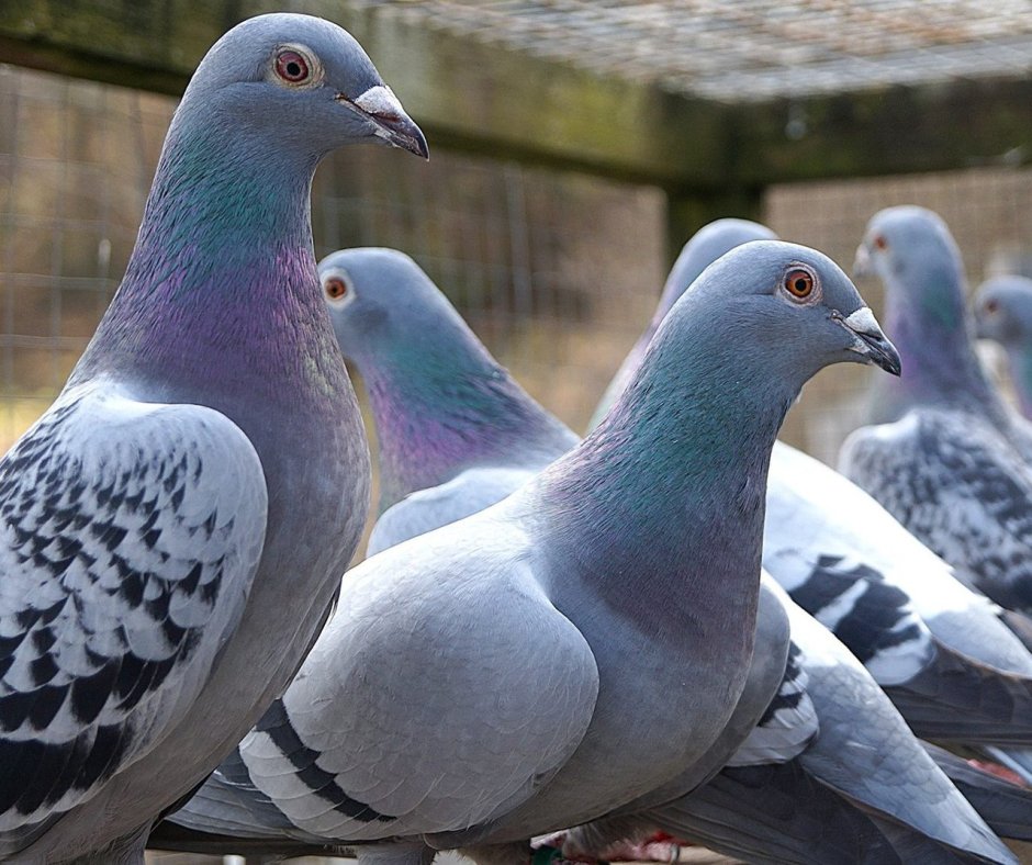 Калужские Турманы