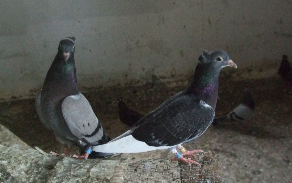 Голуби Украины