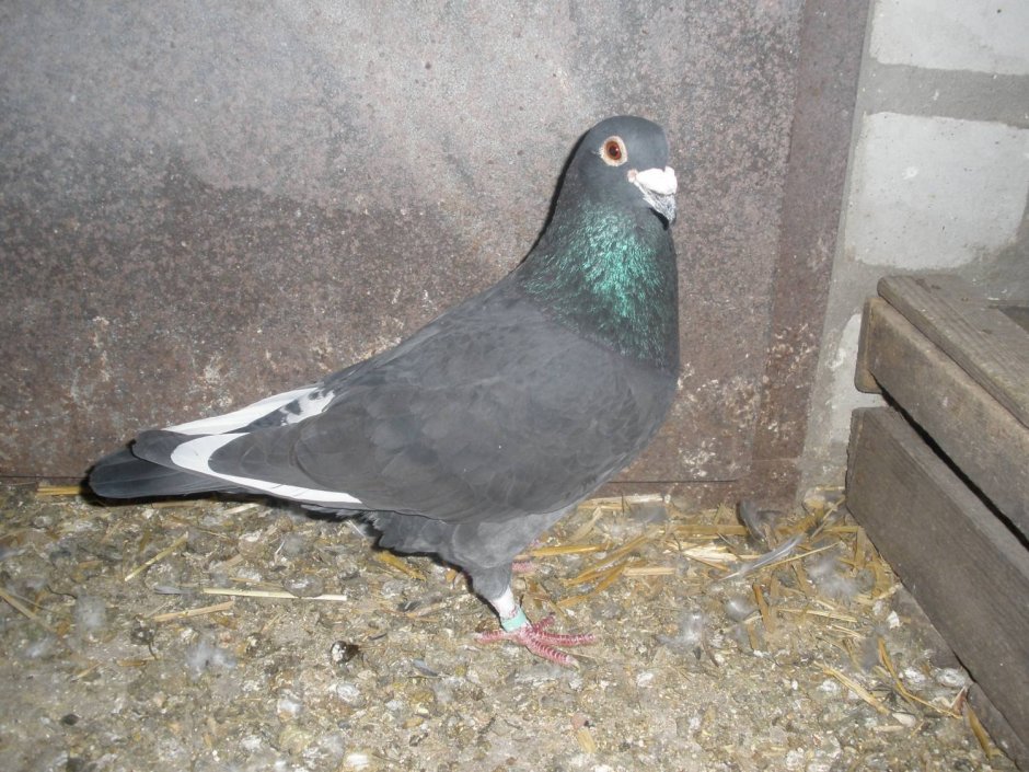 Польские почтовые голуби поляки