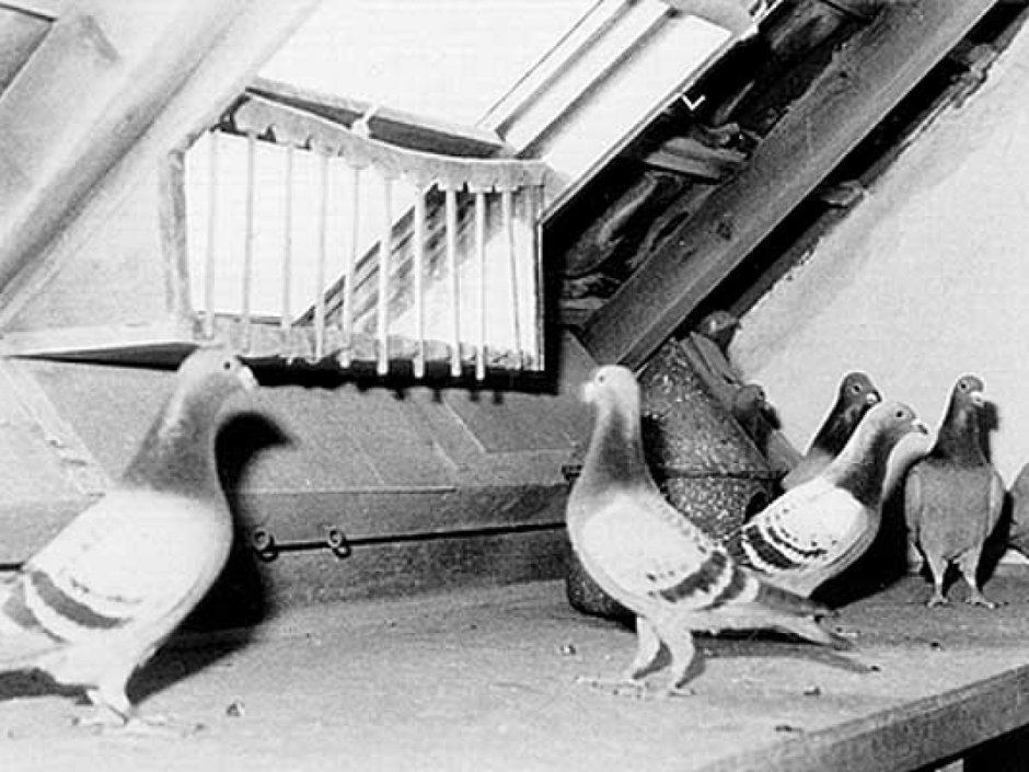 Миллиардер голубевод