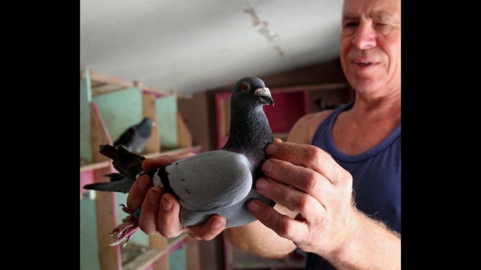 Спортивные голуби чемпионы