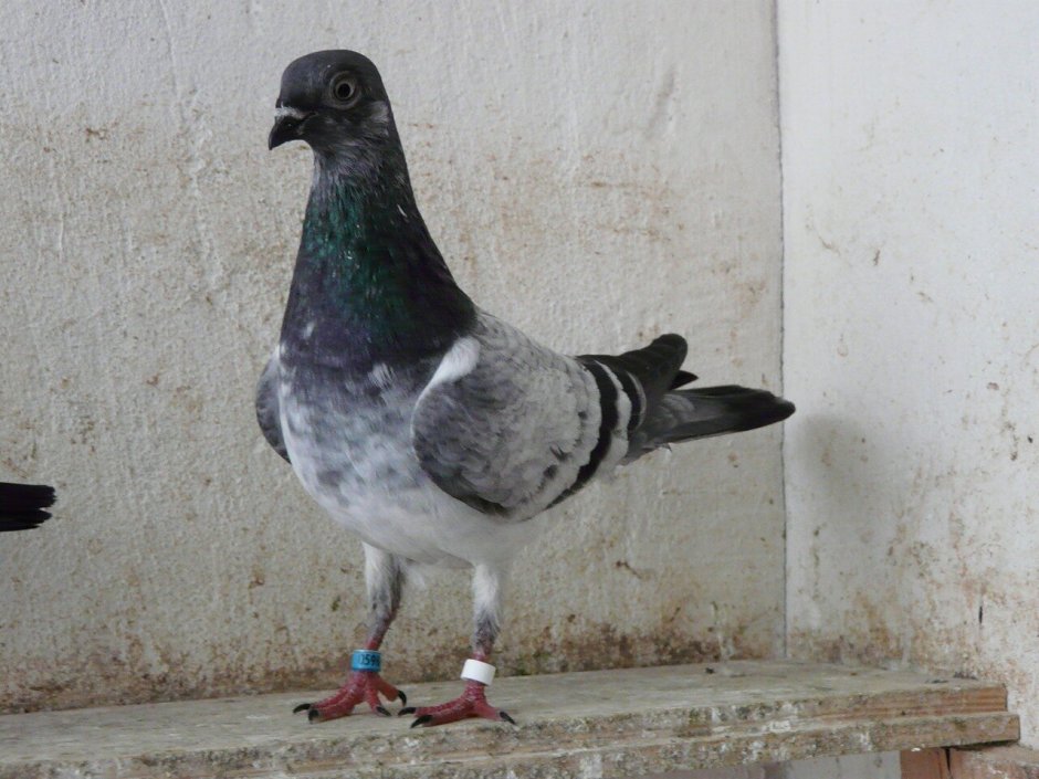 Голуби бельгийский Турман