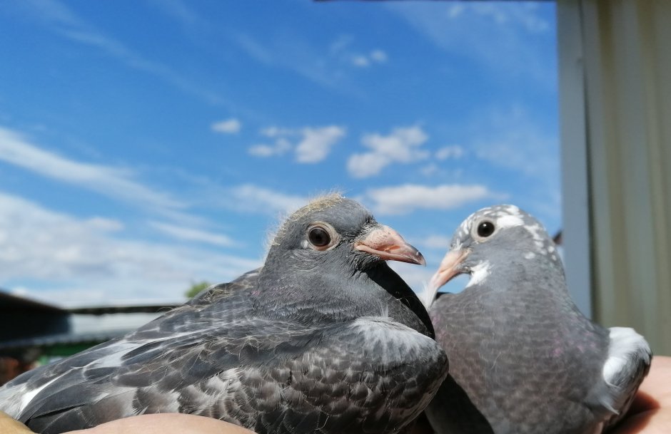 Спортивные голуби Харлашина