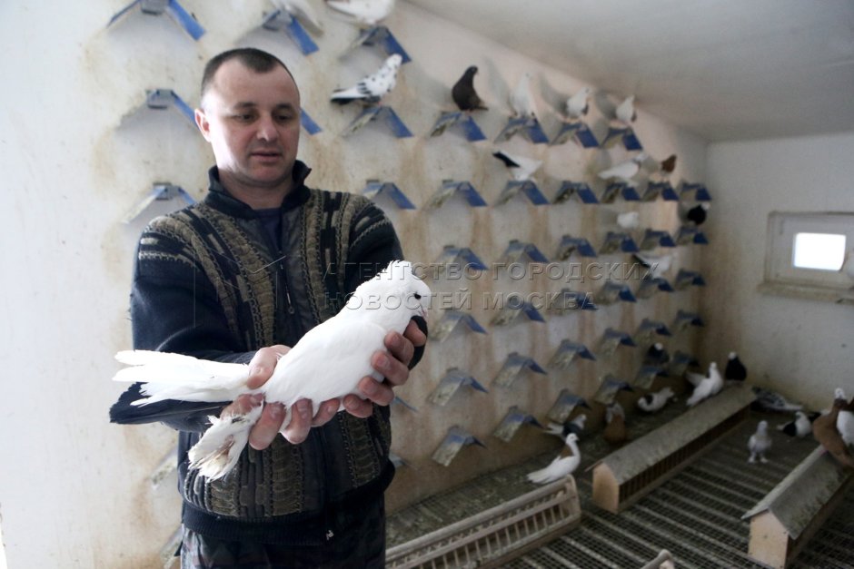 Спортивные голуби