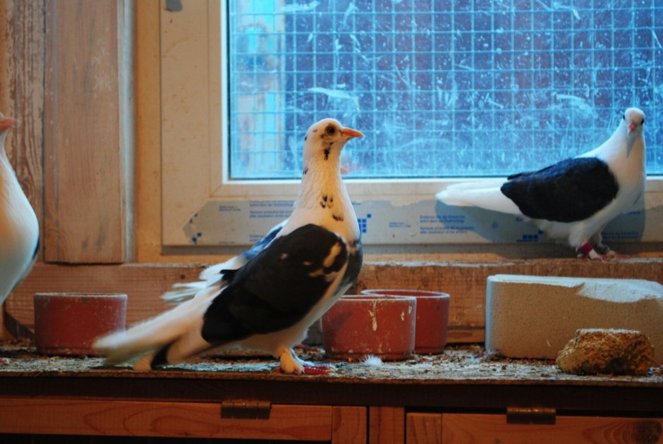 Спортивные голуби Янсен