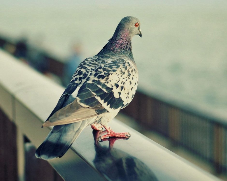 Чешские спортивные голуби