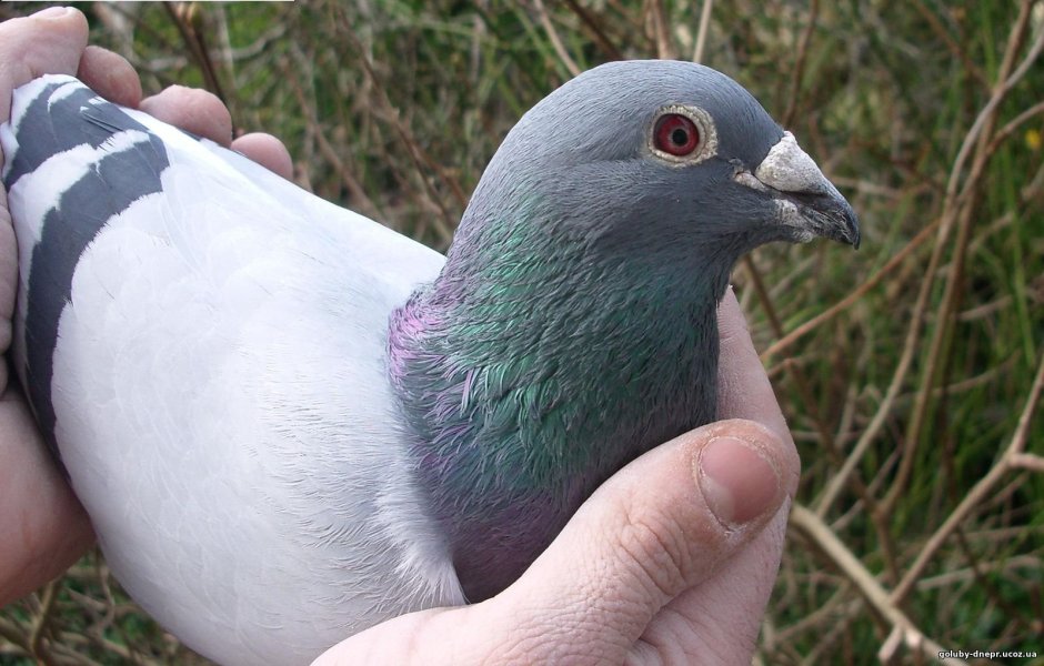 Голуби расы Янсон