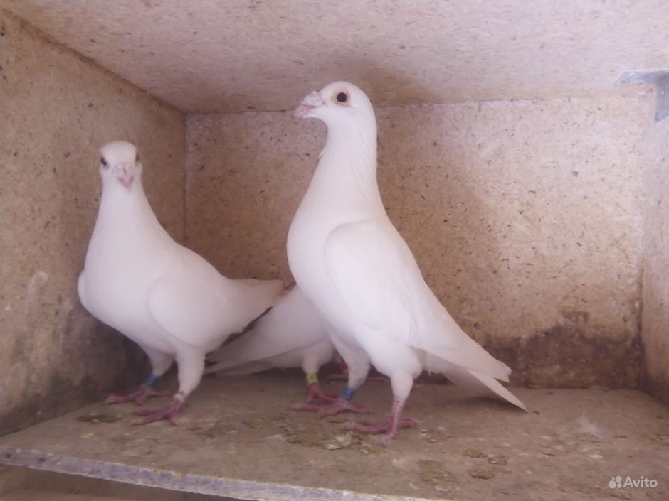 Спортивные голуби расы Янсон