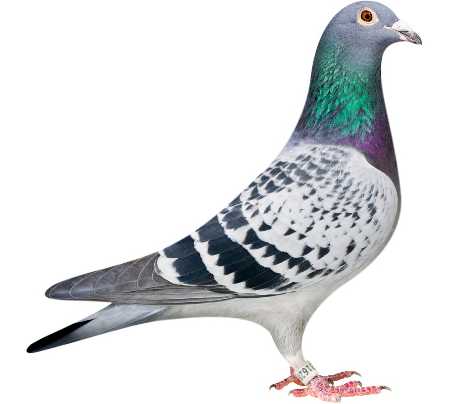 Спортивные голуби расы Штихельбаут