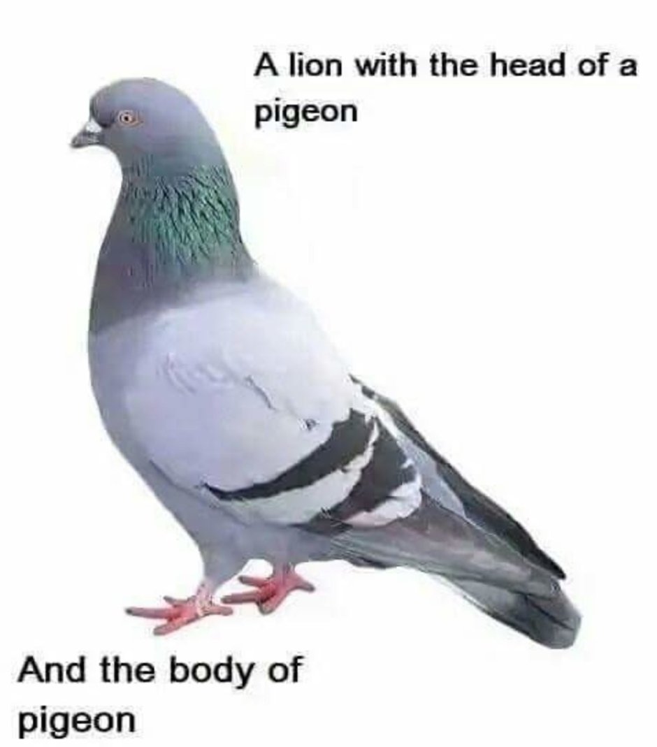 Бельгийские спортивные голуби