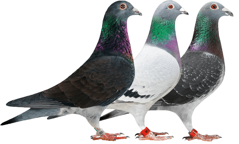 Сизые спортивные голуби