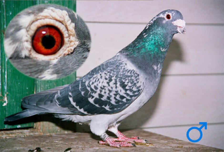 Богемская космоногая Волшебная Ласточка