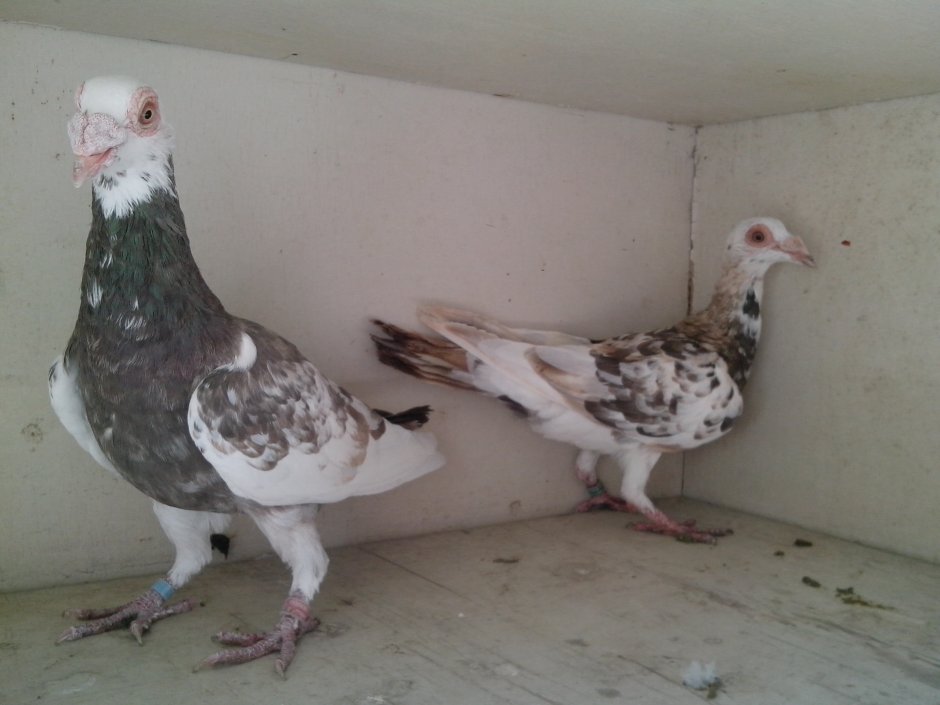 Спортивные голуби