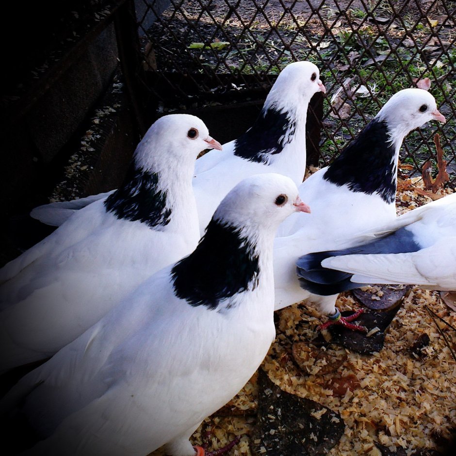 Спортивные голуби Мелитополя