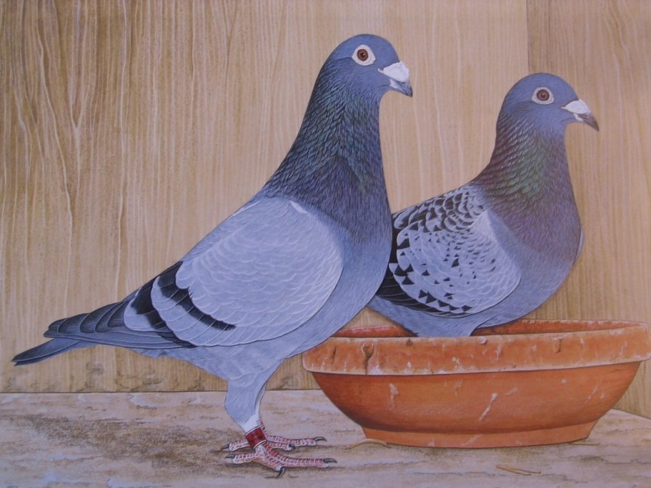 Спортивные голуби России