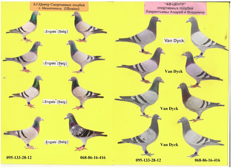 Антверпенский голубь