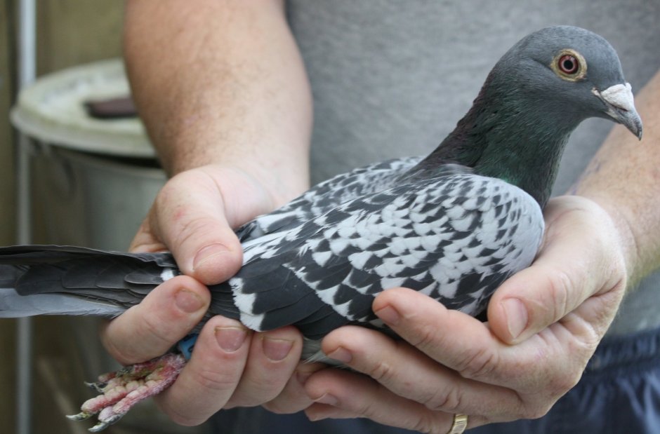 Турецкий пикирующие голуби