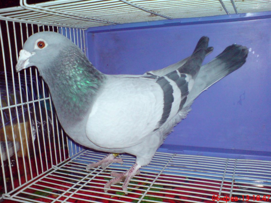 Останкинские голуби