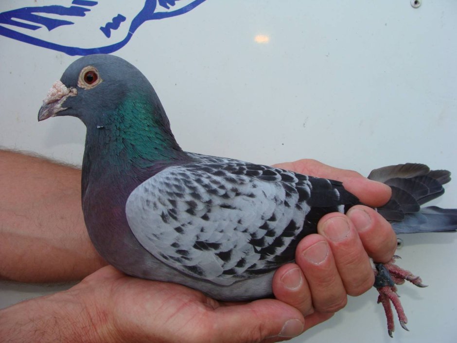 Clubhouse социальная сеть логотип