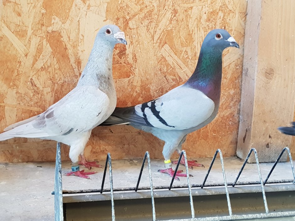 Бельгийские почтовые голуби бельгийцы
