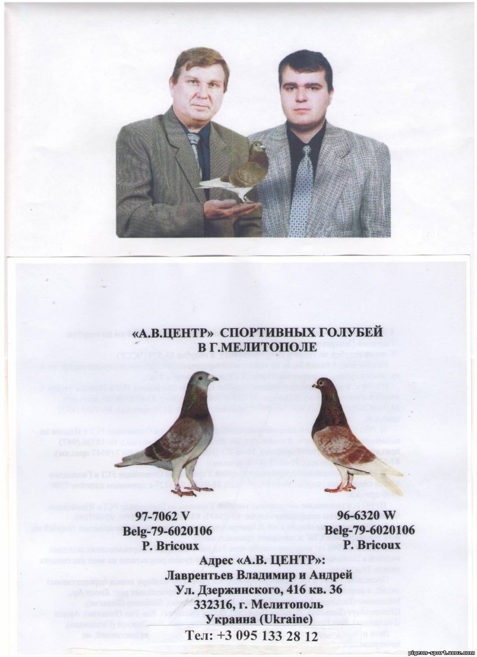 Гоночный голубь Армандо