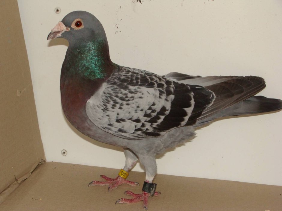 Бакинские высоколетные голуби