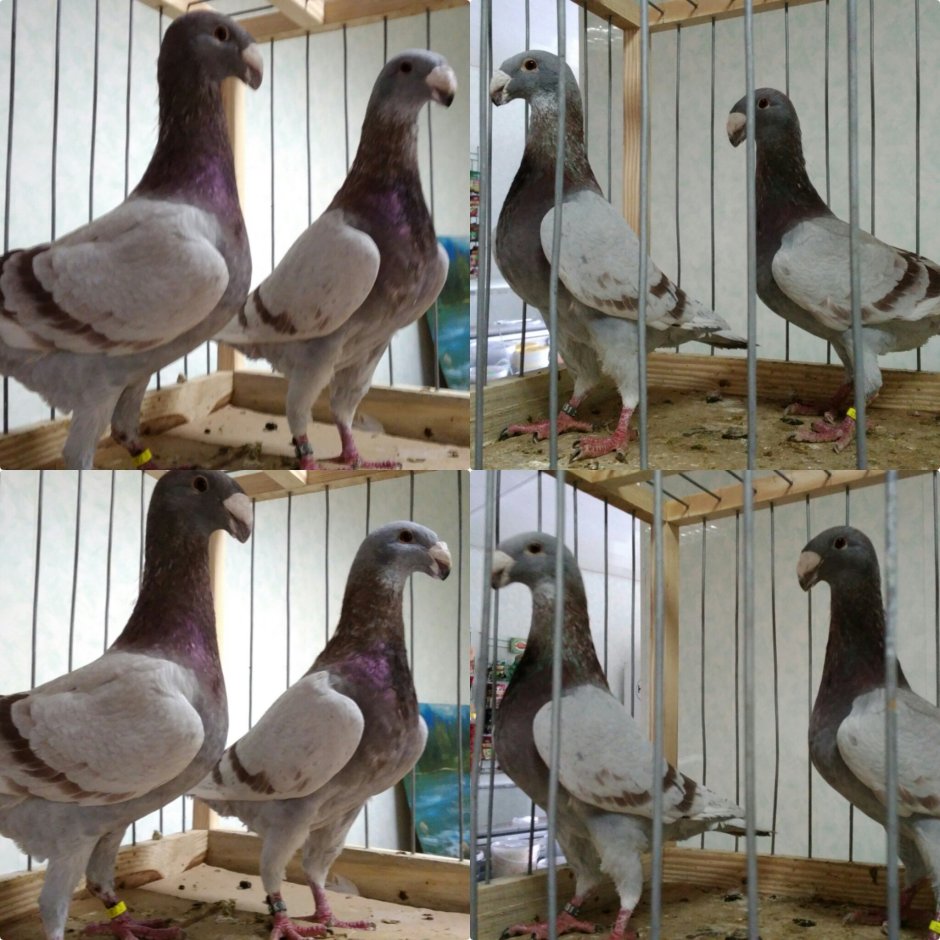 Голуби бельгийский Турман