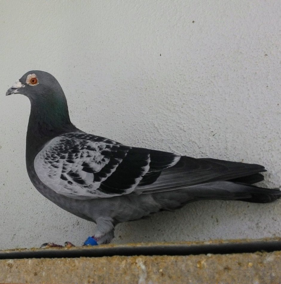 Спортивные голуби Кудин м ю