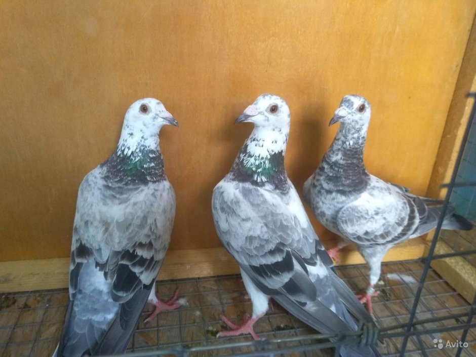 Голубиная почта