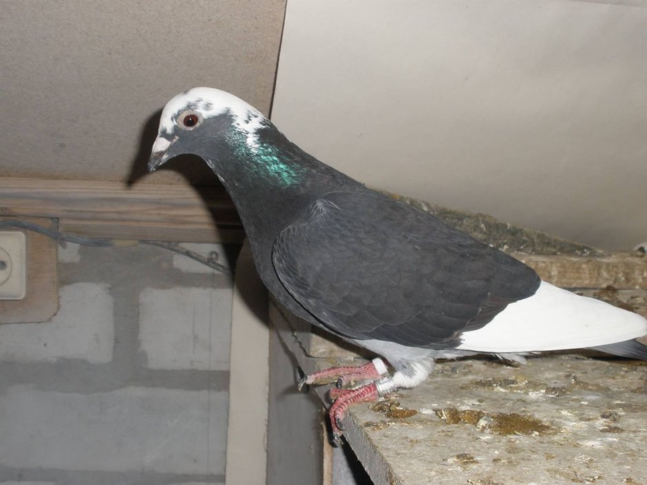 Спортивные голуби Мулемансы