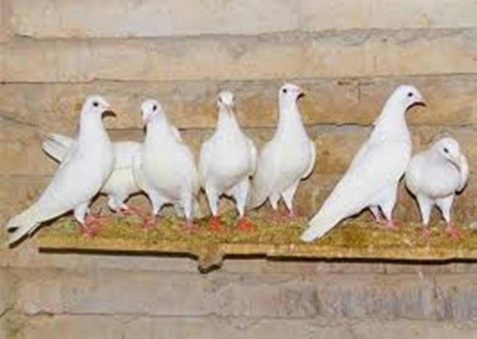 Спортивные голуби