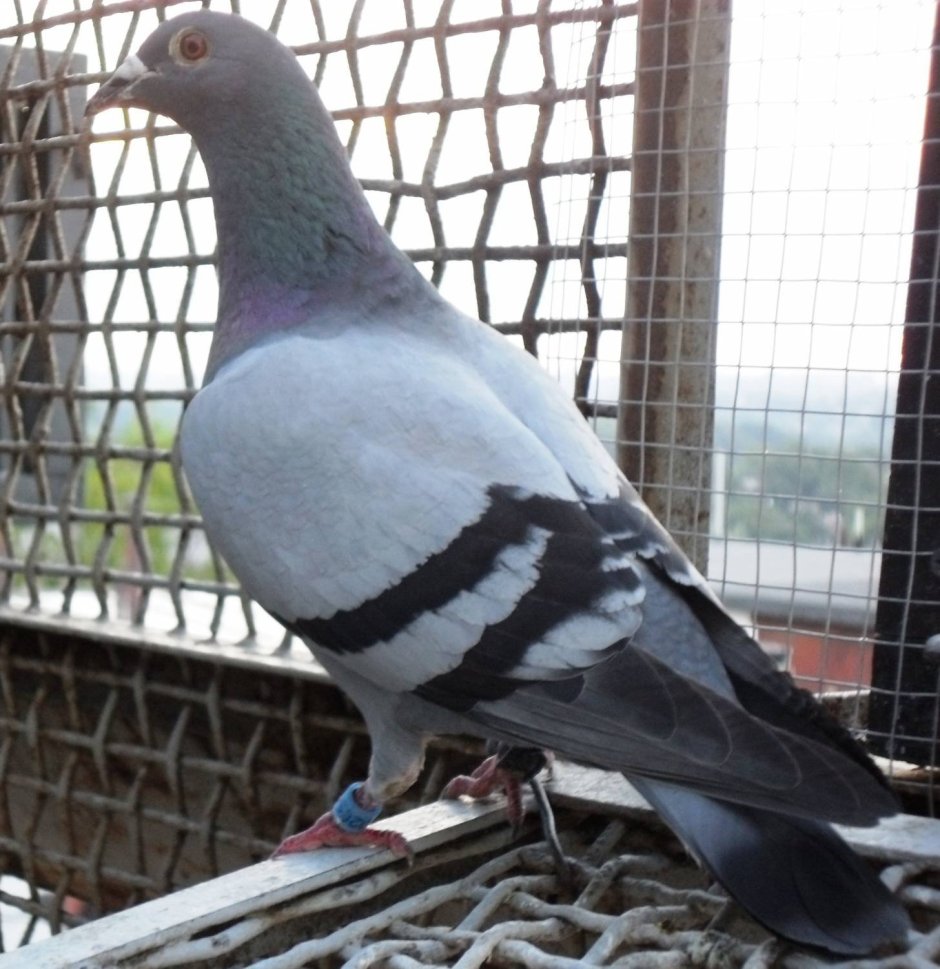 Показать голубедром Миронов г Москва