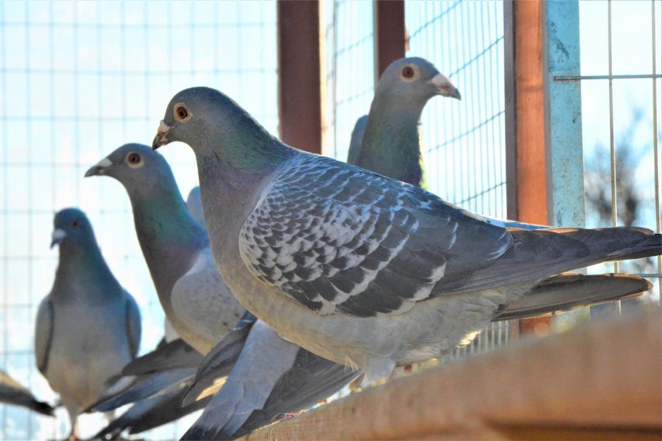 Спортивные голуби Петра Мирошниченко