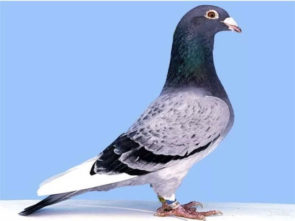 Голуби породы Арденны