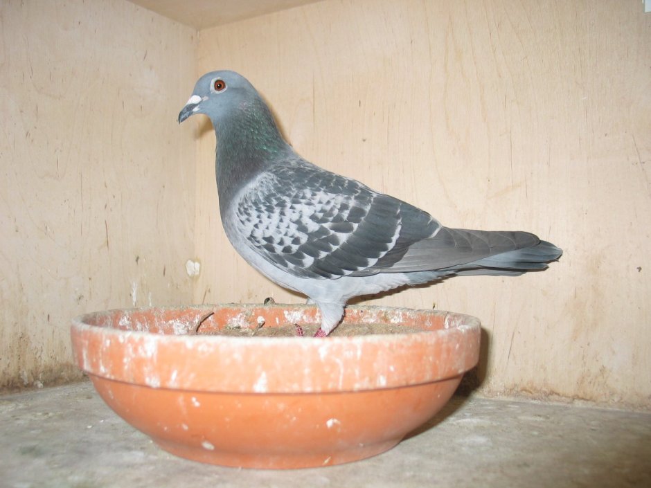 Голуби Голландия мулиманс