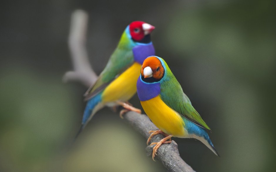Амадины Гульда в природе